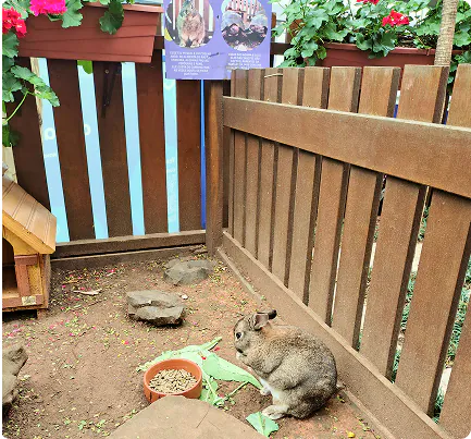 Espaço dos Mascotes da Aquarela School